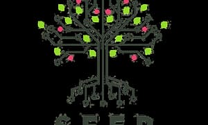 Seed – Ayoub Habcy